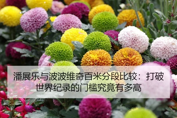 潘展乐与波波维奇百米分段比较：打破世界纪录的门槛究竟有多高